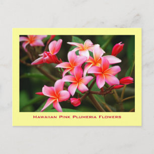 Hawaiian Pink Plumeria Flowers, Maui Postcard