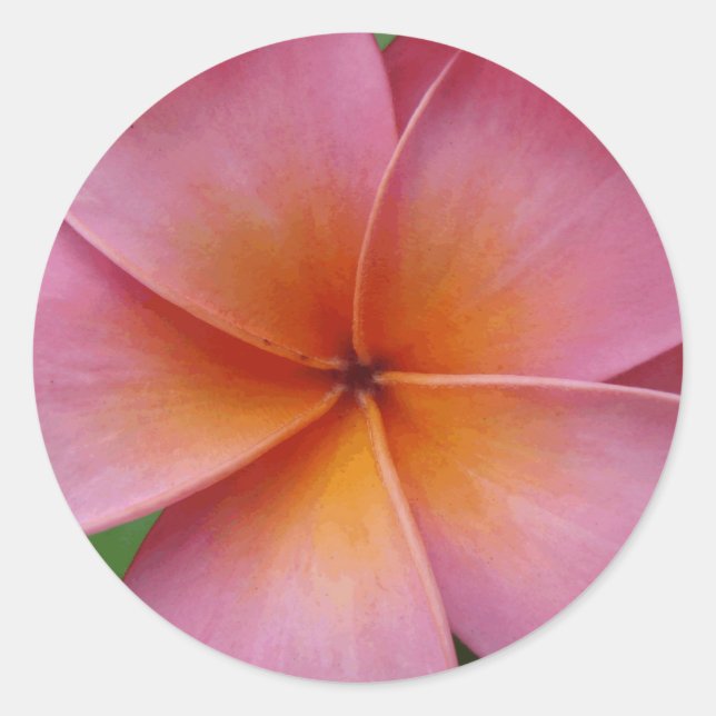 Hawaiian Pink Plumeria Frangipani Tropical Flower Classic Round Sticker (Front)