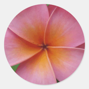 Hawaiian Pink Plumeria Frangipani Tropical Flower Classic Round Sticker