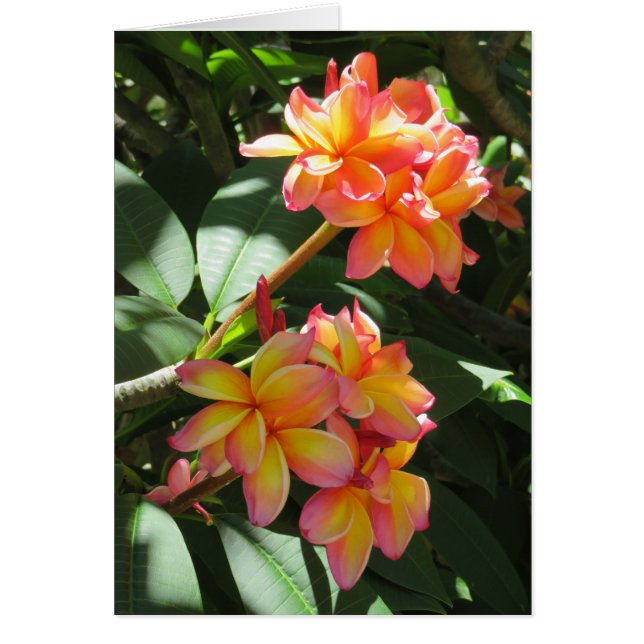 Hawaiian Plumeria (Front)