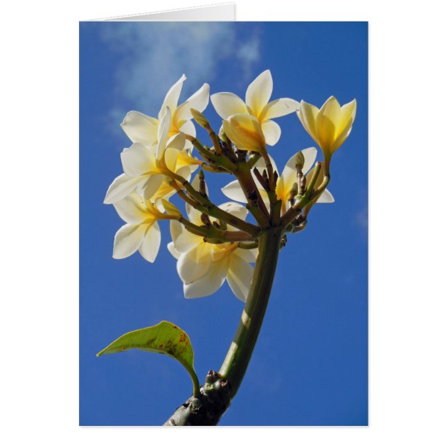 Hawaiian  Plumeria (Front)