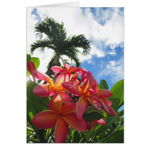 Hawaiian Plumeria