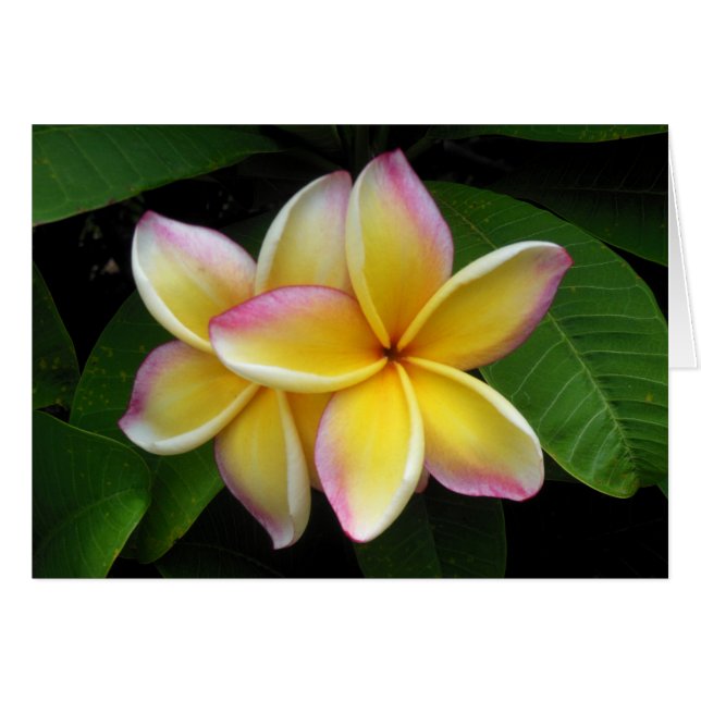 Hawaiian Plumeria (Front Horizontal)