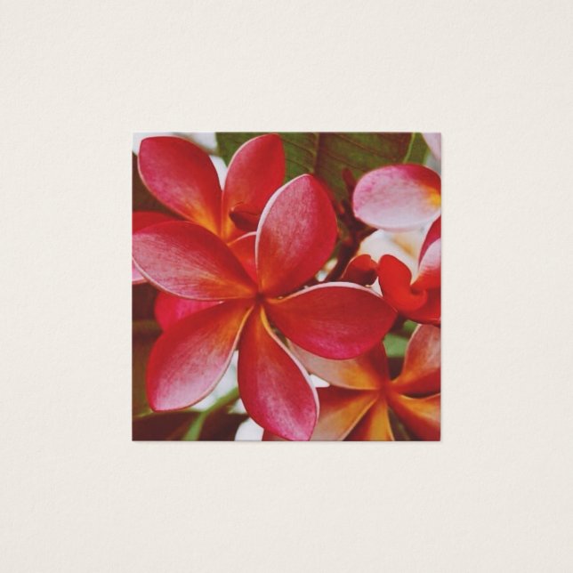 Hawaiian Plumeria (Front)