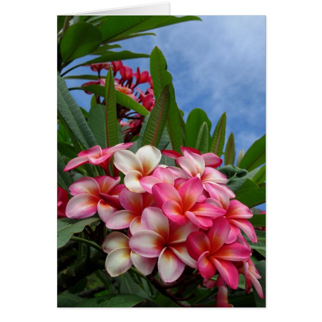 Hawaiian Plumeria (Front)