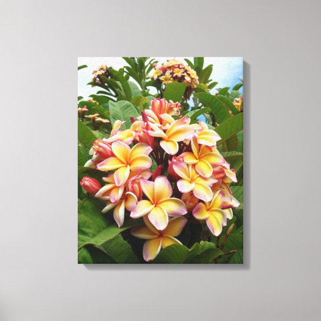 Hawaiian  Plumeria Canvas Print (Front)
