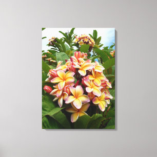 Hawaiian  Plumeria Canvas Print