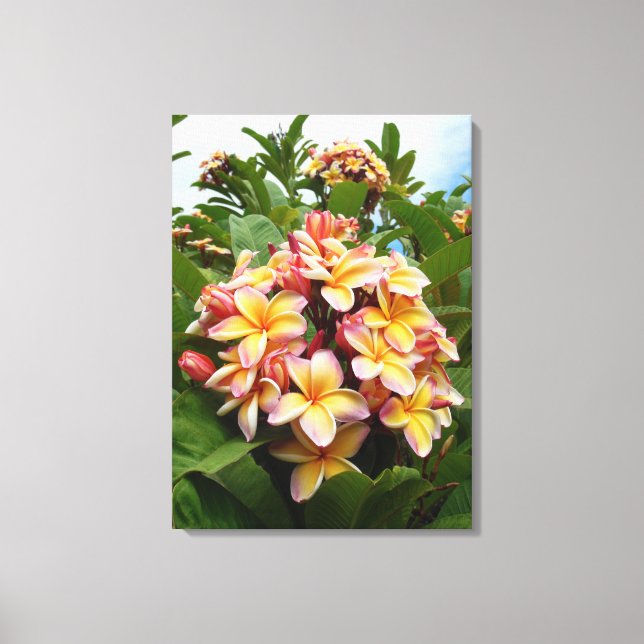 Hawaiian  Plumeria Canvas Print (Front)
