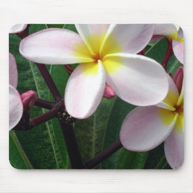 Hawaiian Plumeria Flowers Mouse Mat (Front)