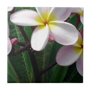 Hawaiian Plumeria Flowers Tile