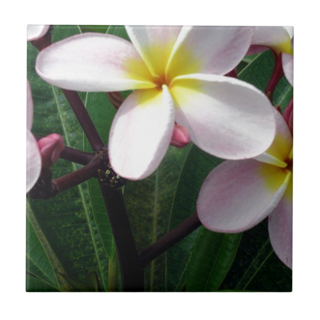 Hawaiian Plumeria Flowers Tile (Front)