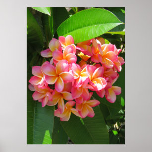 Hawaiian Plumeria Poster