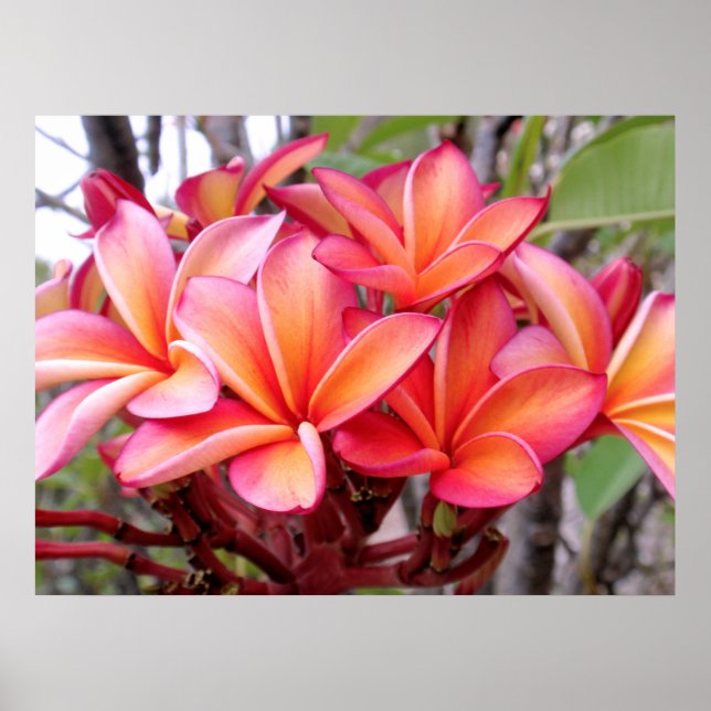 Hawaiian Plumeria Poster (Front)