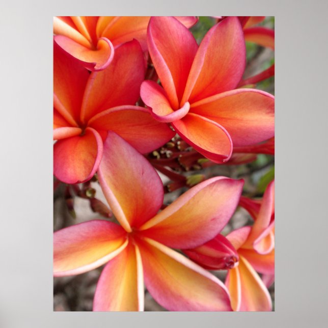 Hawaiian Plumeria Poster (Front)