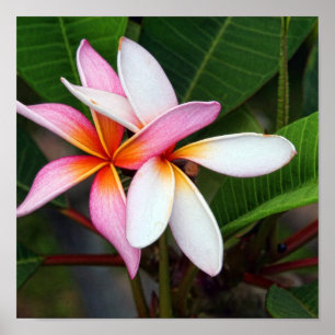 Hawaiian Plumeria Poster
