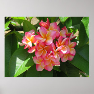 Hawaiian Plumeria Poster