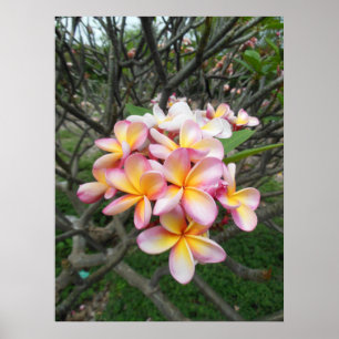 Hawaiian Plumeria Poster