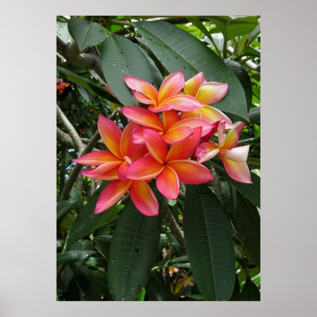 Hawaiian Plumeria Poster (Front)