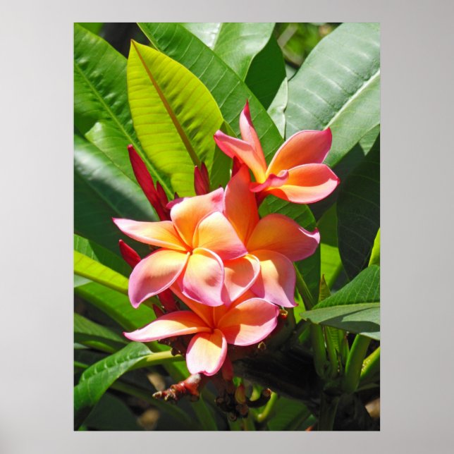 Hawaiian  Plumeria Poster (Front)