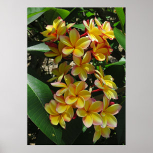 Hawaiian Plumeria Poster
