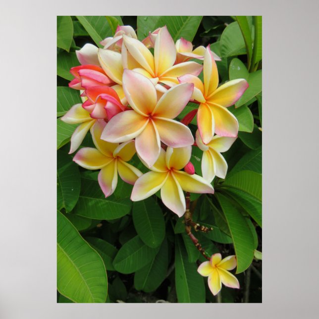 Hawaiian Plumeria Poster (Front)