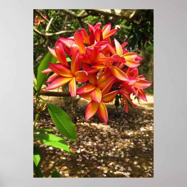 Hawaiian Plumeria Poster (Front)