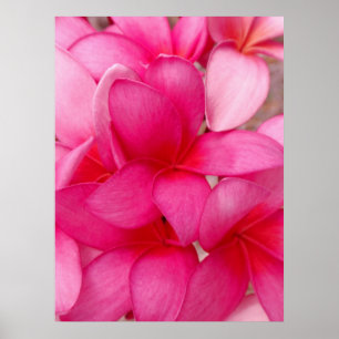 Hawaiian Plumeria Poster