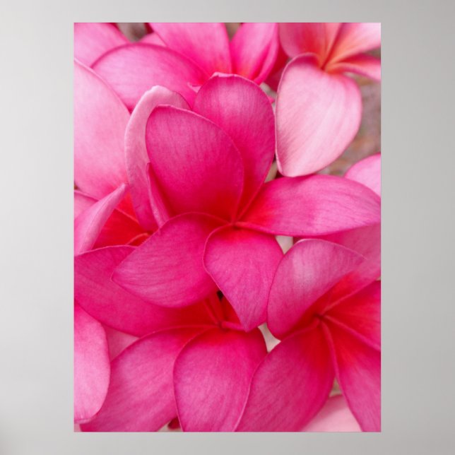 Hawaiian Plumeria Poster (Front)
