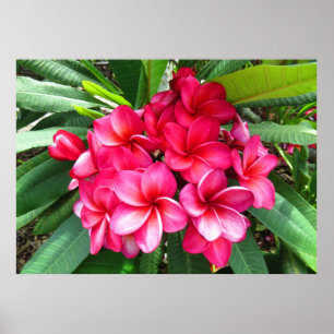 Hawaiian Plumeria Poster
