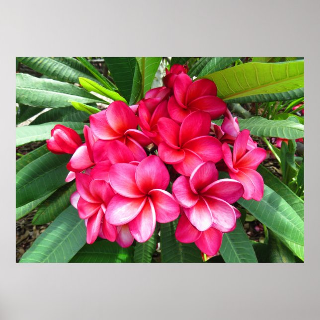 Hawaiian Plumeria Poster (Front)