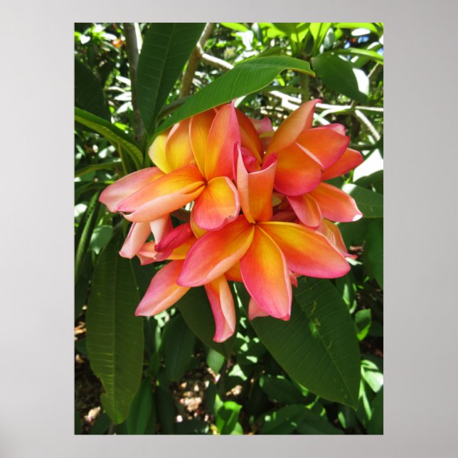 Hawaiian Plumeria Poster (Front)