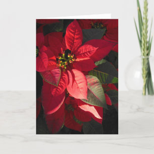Hawaiian Poinsettia Holiday Card