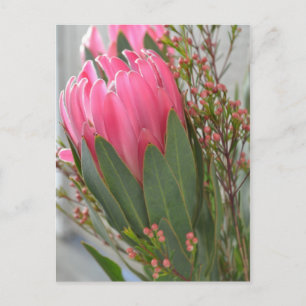 Hawaiian Protea Flowers Postcard