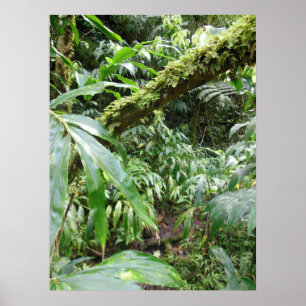 Hawaiian Rain Forest Poster