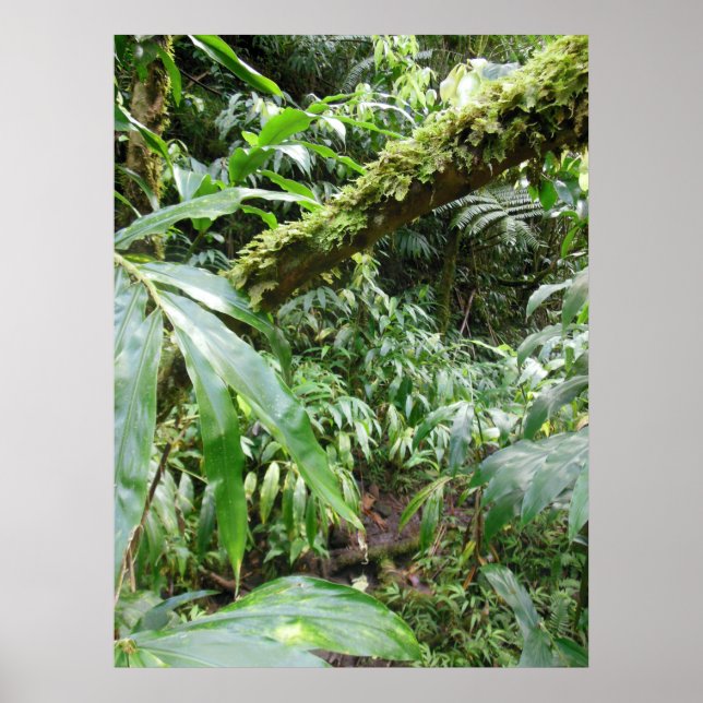 Hawaiian Rain Forest Poster (Front)