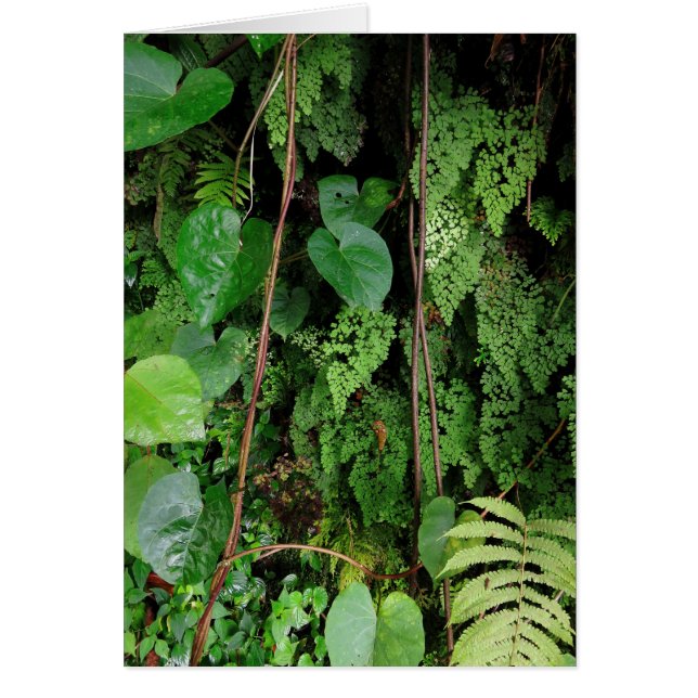 Hawaiian Rainforest (Front)