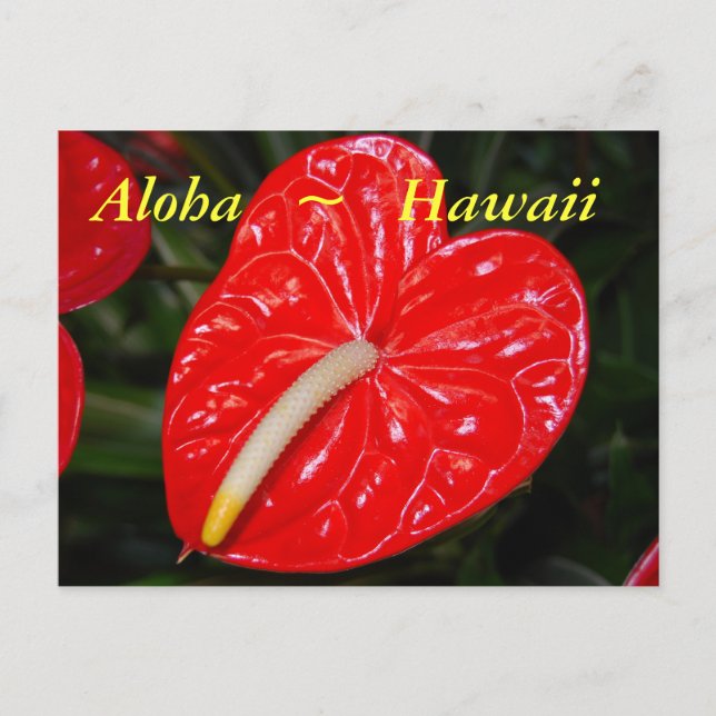 Hawaiian Red Anthurium Flowers Postcard (Front)