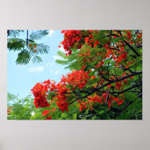 Hawaiian Red Floral Print