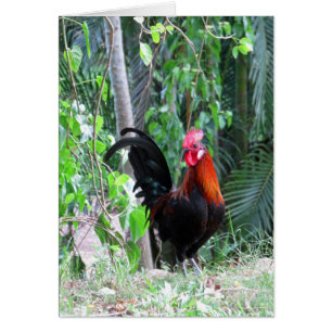 Hawaiian Rooster