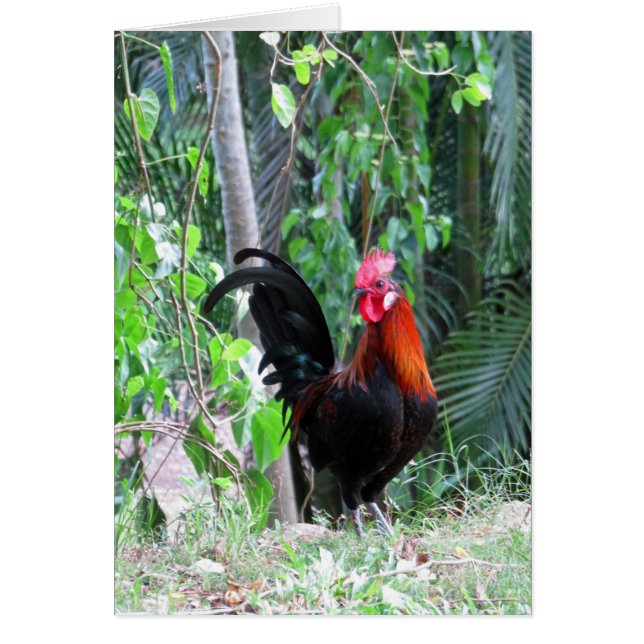 Hawaiian Rooster (Front)