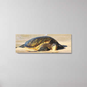 Hawaiian Sea Turtle Canvas Print