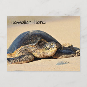 Hawaiian Sea Turtle Postcard