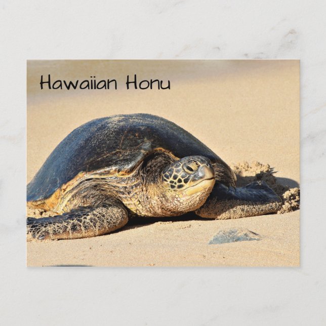 Hawaiian Sea Turtle Postcard (Front)