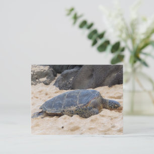 Hawaiian Sea Turtle Postcard
