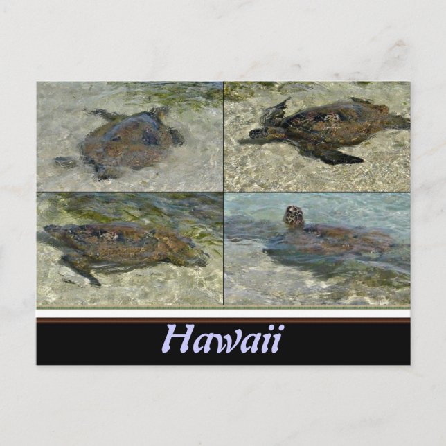 Hawaiian Sea turtle postcard (Front)