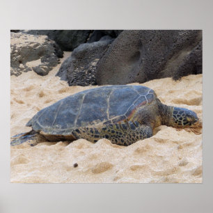 Hawaiian Sea Turtle Poster