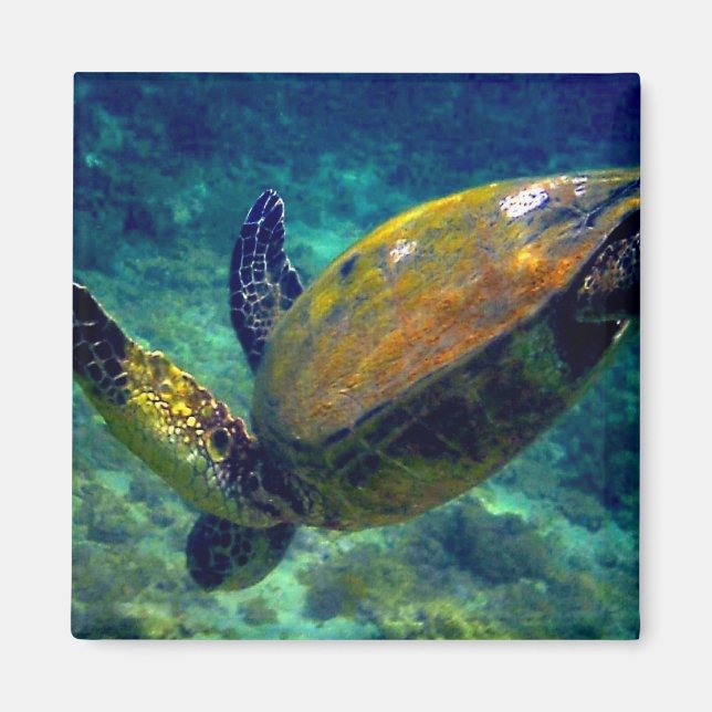 Hawaiian sea turtles magnet (Front)