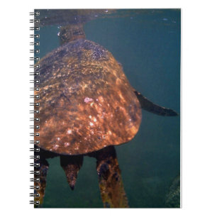 Hawaiian sea turtles notebook