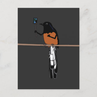 Hawaiian Shama Bird Selfie  Postcard
