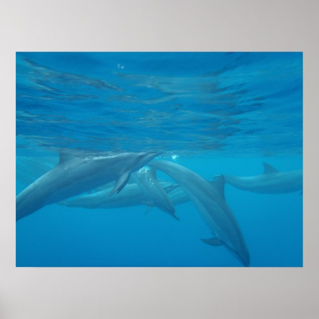 Hawaiian spinner dolphins underwater poster (Front)